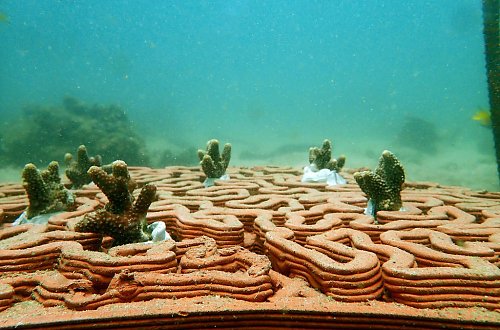 3D-печатные керамические плитки спасут коралловые рифы от вымирания Фото №1